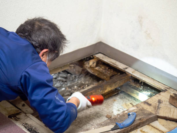 Best Best Mold Removal Companies  in Columbia, MS