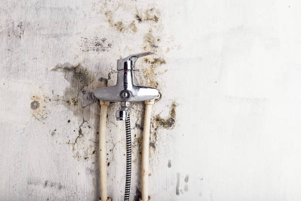 Best Office Mold Removal Services  in Columbia, MS