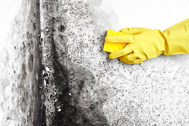 Mold Removal Process in Columbia, MS