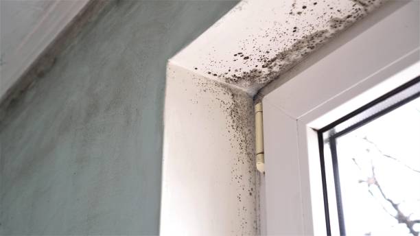 Best Mold Removal Process  in Columbia, MS