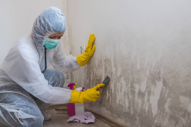 Best Mold Remediation Experts  in Columbia, MS