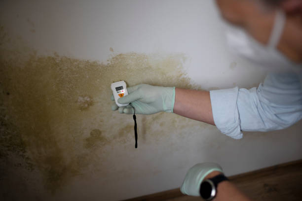 Best Home Mold Removal  in Columbia, MS
