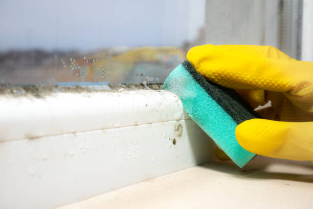 Best Fast Mold Removal  in Columbia, MS