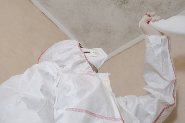 Attic Mold Removal in Columbia, MS