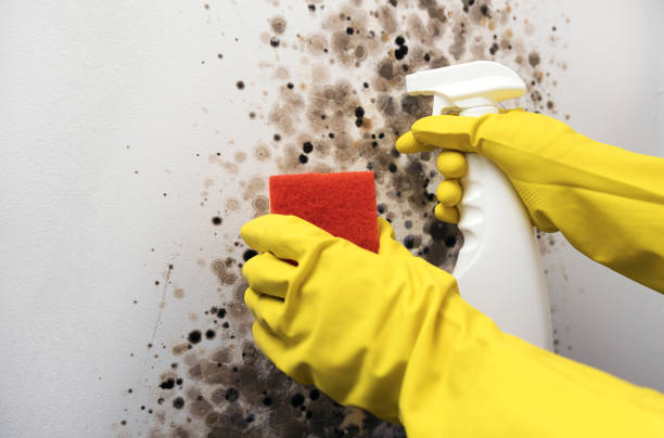 Best Mold Removal Near Me  in Columbia, MS